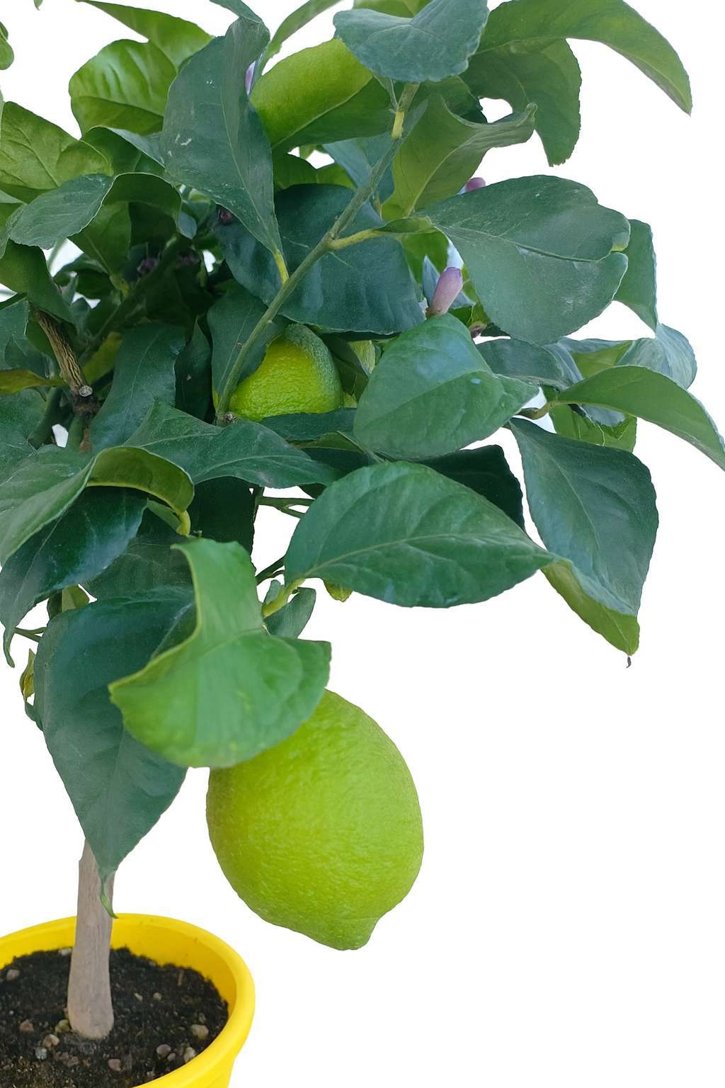 Piante Di Limone
