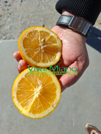 Meyer citrinmedis (vazonas - 20)