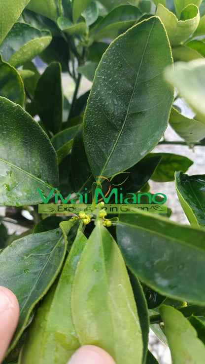 Apelsino medelis „Lane Late“ (vazonas – 20)