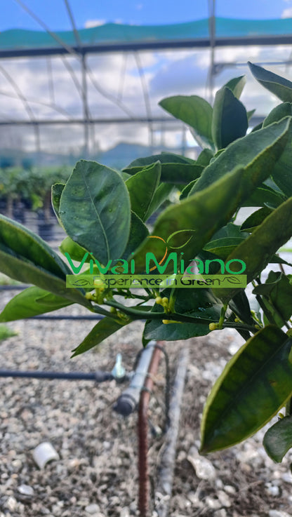 Apelsino medelis „Lane Late“ (vazonas – 20)