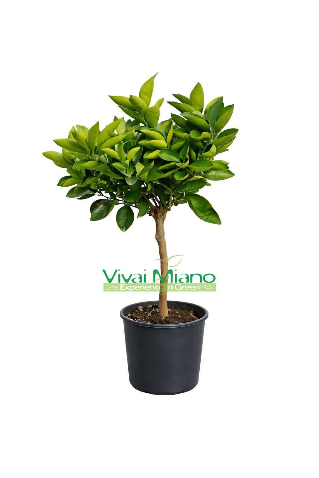 Apelsino medelis „Lane Late“ (vazonas – 20)
