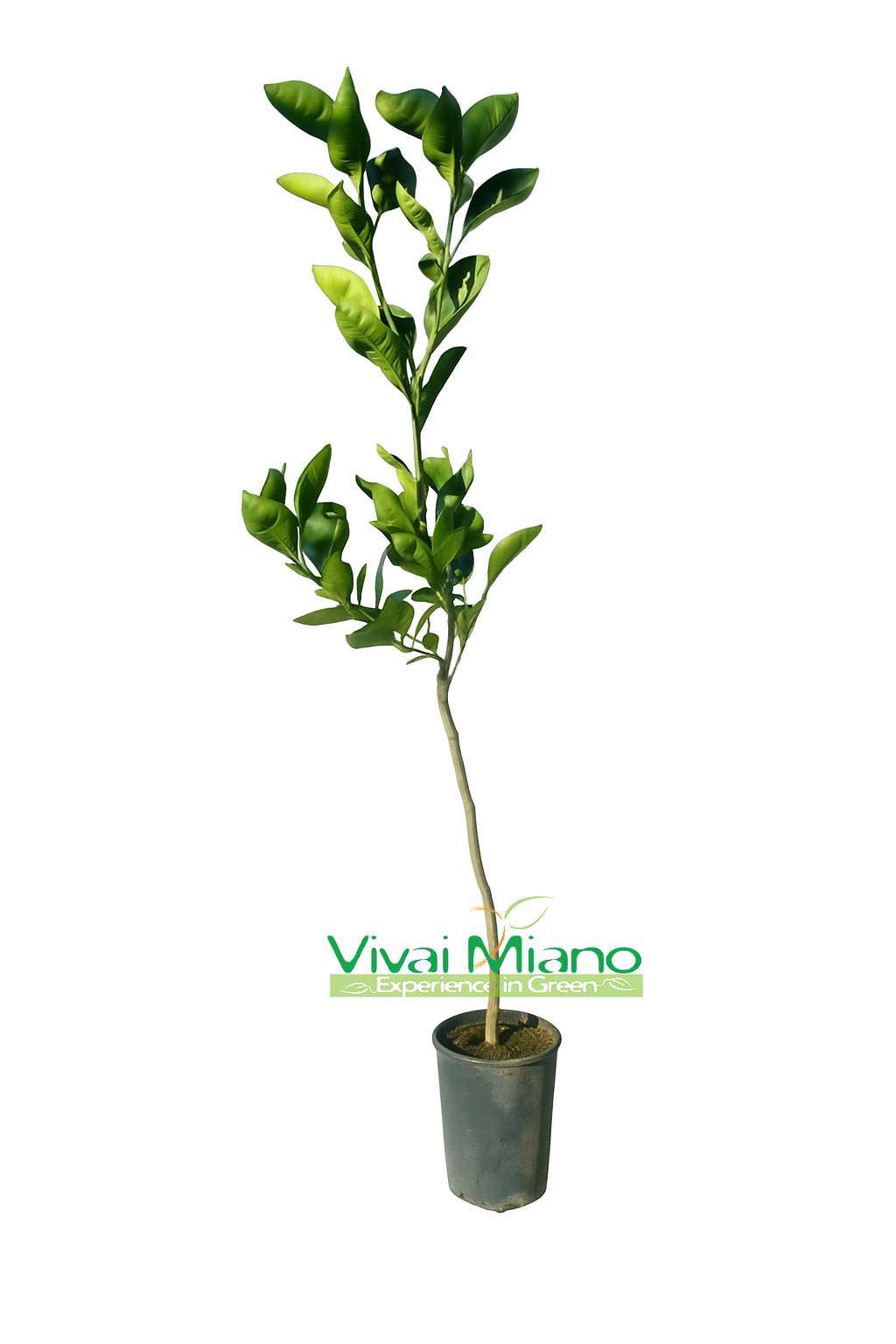Apelsinmedis „Tarocco Meli“