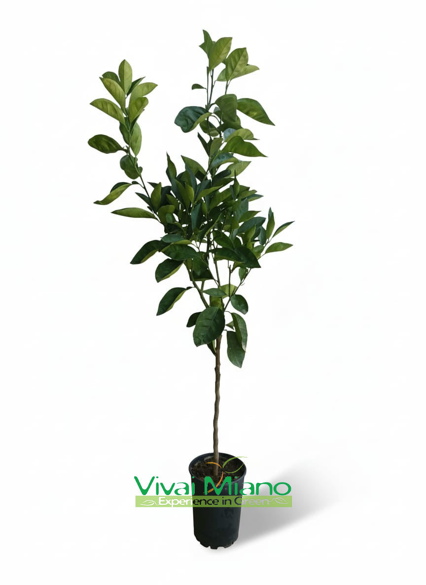 Valensijos apelsinmedis