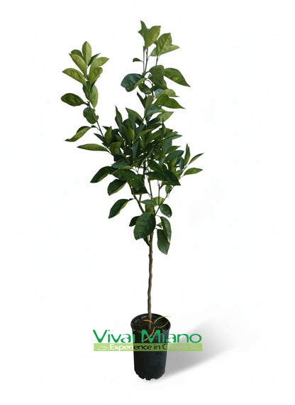 Valensijos apelsinmedis