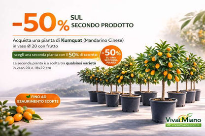 Kumkato (kiniško mandarino) augalas (20 cm vazonas) su vaisiais