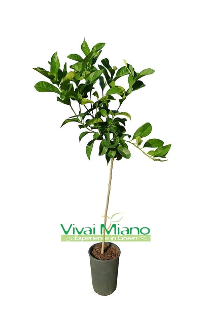 Deimantinio citrinmedžio sodinukas