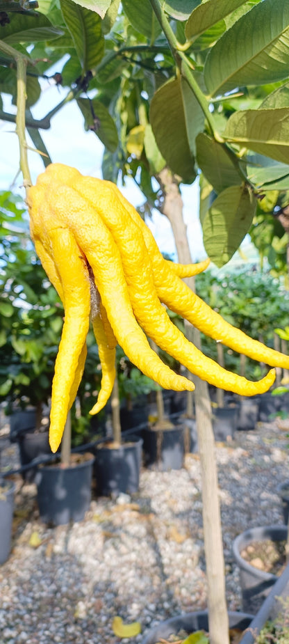 Budos rankos citrinmedis