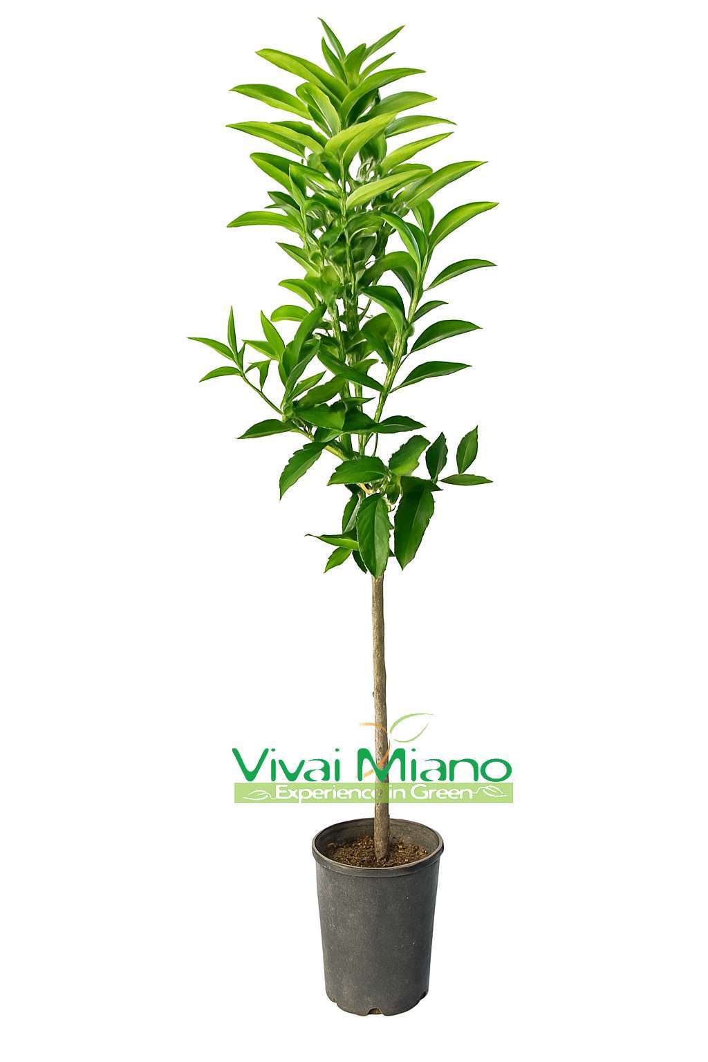 Hernandina klementinų sodinukai