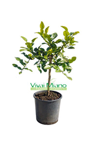 Kaffir Lime (Cymbopogon Hystrix) (vazonas - 20)