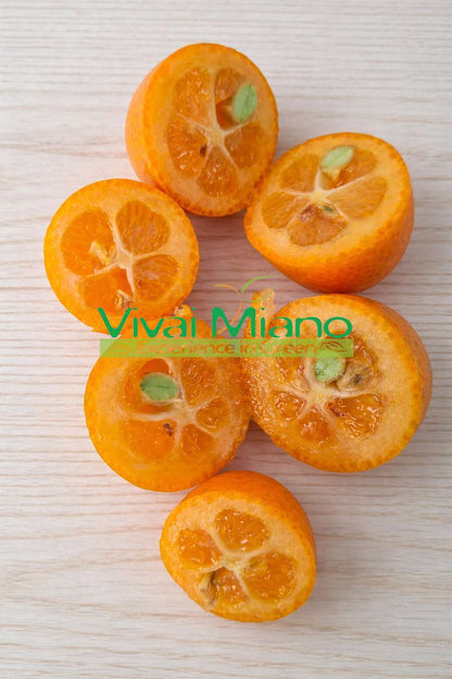 Kumkato (kiniško mandarino) augalas (20 cm vazonas) su vaisiais