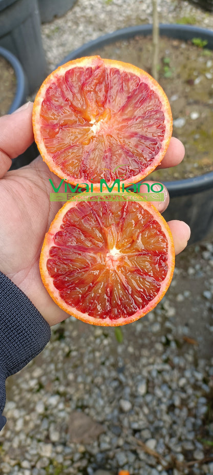 Taroko apelsinmedžio „Kaulenių lapas“ sodinukas