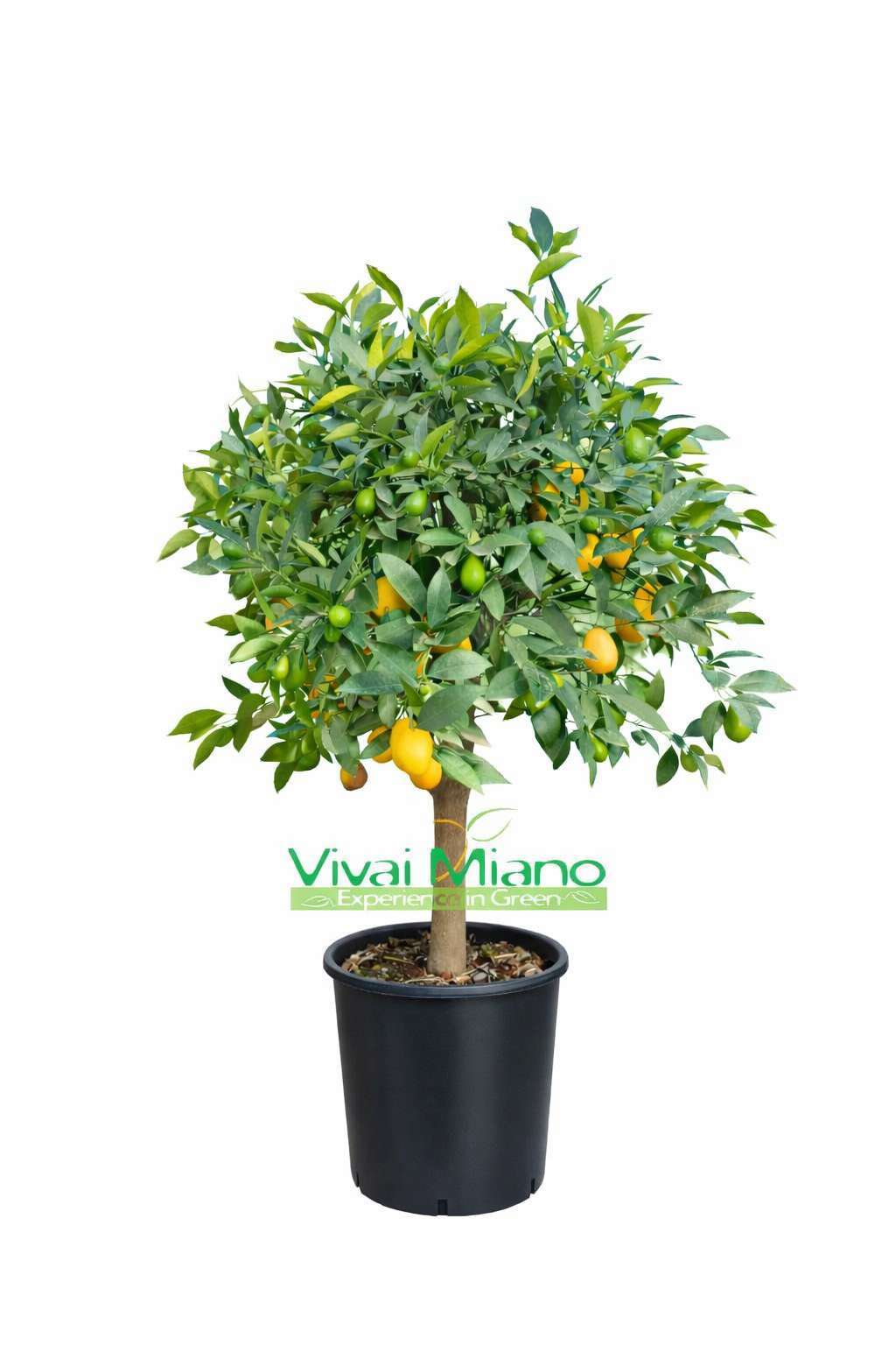 Laimkvato augalas (24 cm vazonas – krūmas)