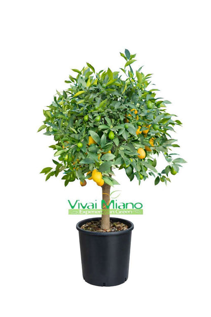 Laimkvato augalas (24 cm vazonas – krūmas)