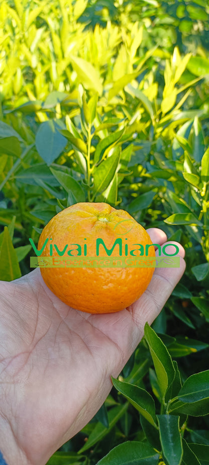 Vėlyvosios Ciaculli mandarinų veislės augalas