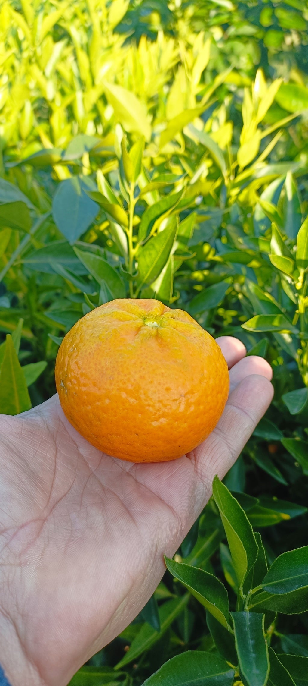 Mandarino medis (krūmas - 35 l vazonas)