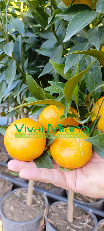 Vėlyvosios Ciaculli mandarinų veislės augalas