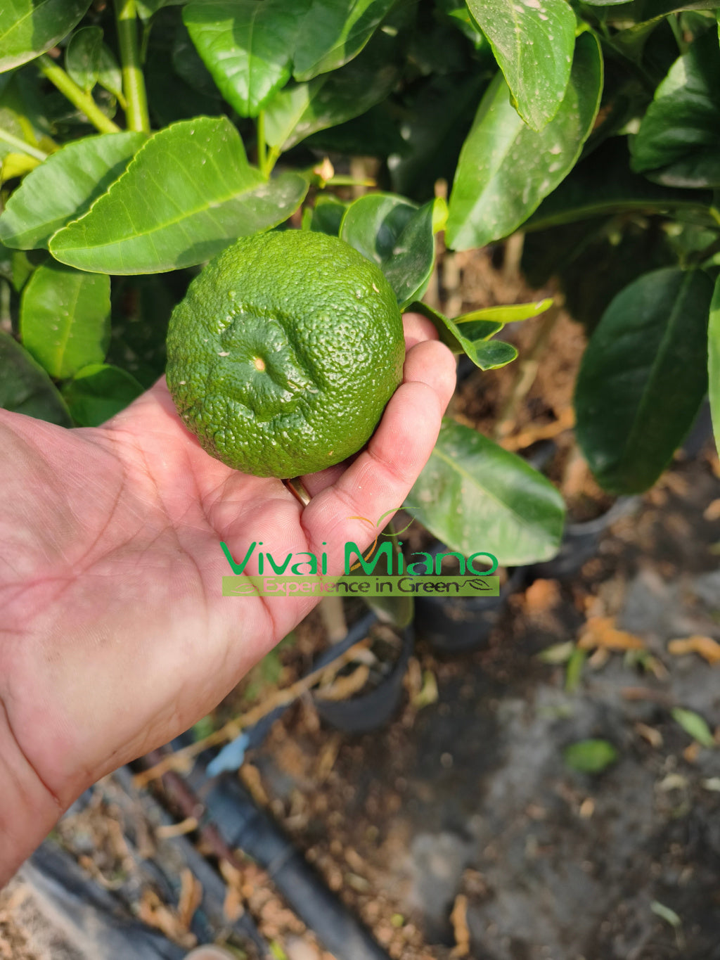 Pianta di Cedro Pompia