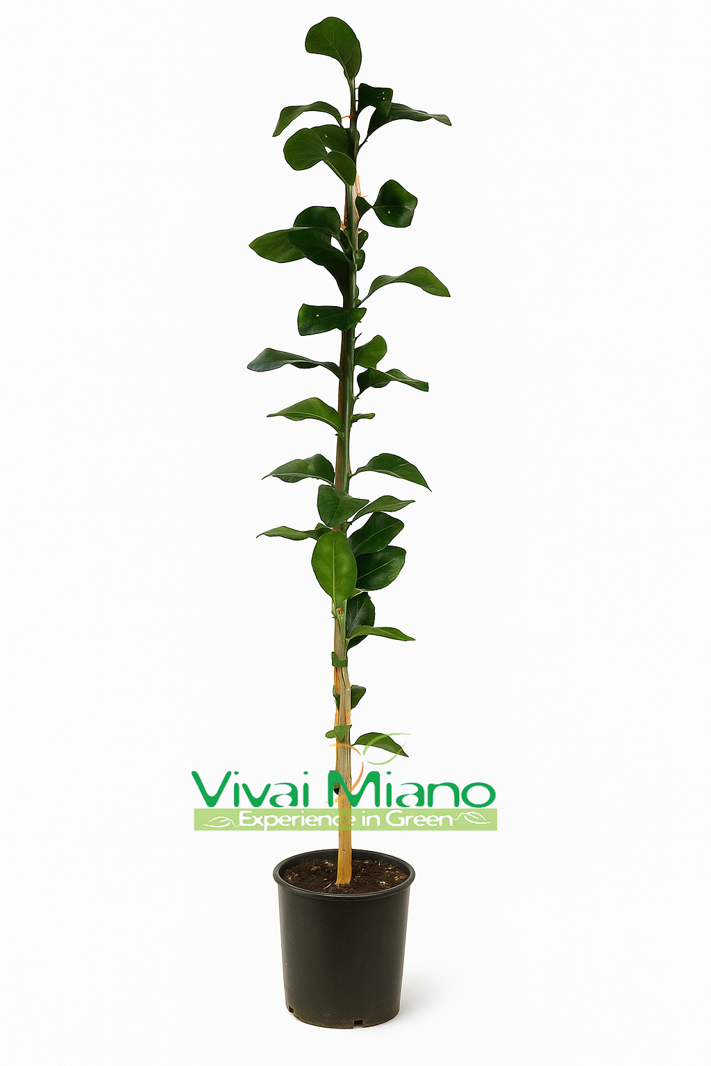 Volkamerio citrinmedis
