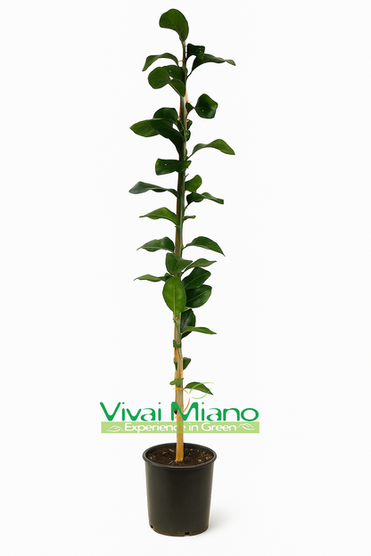 Volkamerio citrinmedis
