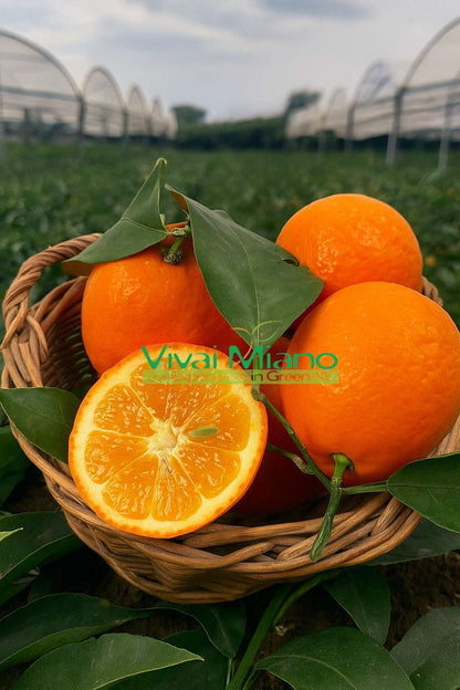 Volkamerio citrinmedis
