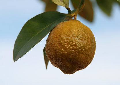 Volkamerio citrinmedis