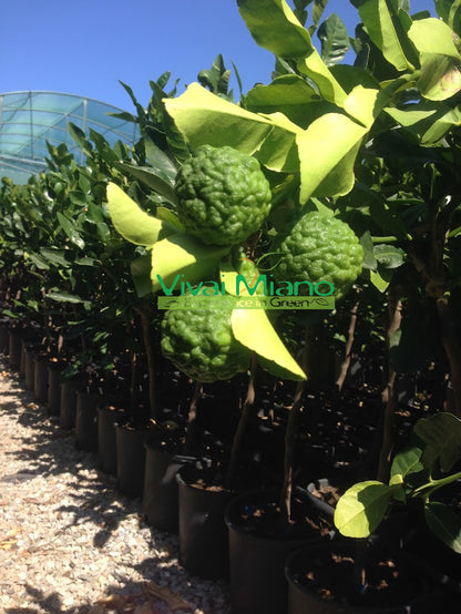 Kaffir Lime (Cymbopogon Hystrix) (vazonas - 20)