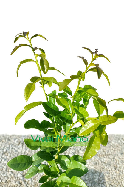 Kaffir Lime (Cymbopogon Hystrix) (vazonas - 20)