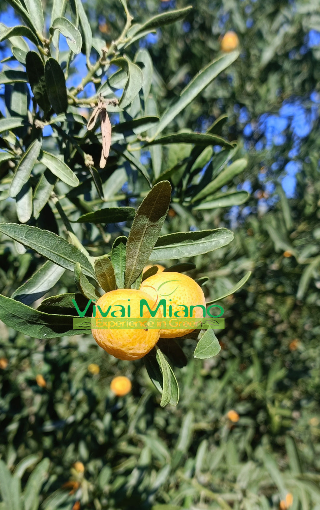 Citrus "Finger Lime" geltonasis (vazonas - 20)