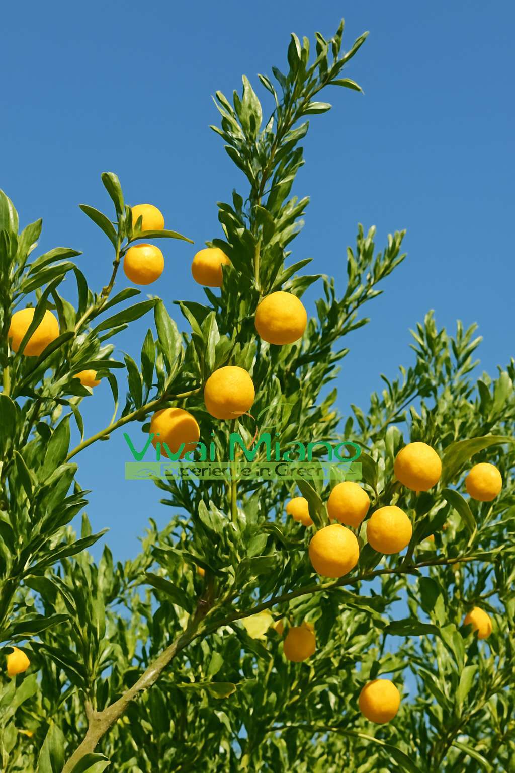 Eremorange (geltonas) „Finger Lime“ augalas