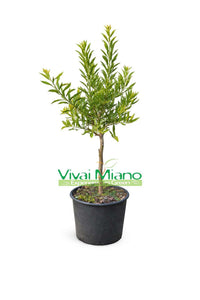 Citrus "Finger Lime" geltonasis (vazonas - 20)