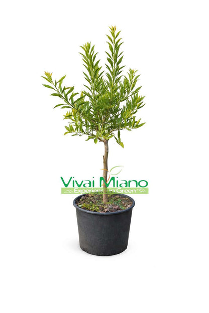 Citrus "Finger Lime" geltonasis (vazonas - 20)