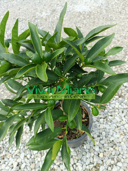 Kumkato (kiniško mandarino) augalas (20 cm vazonas) su vaisiais