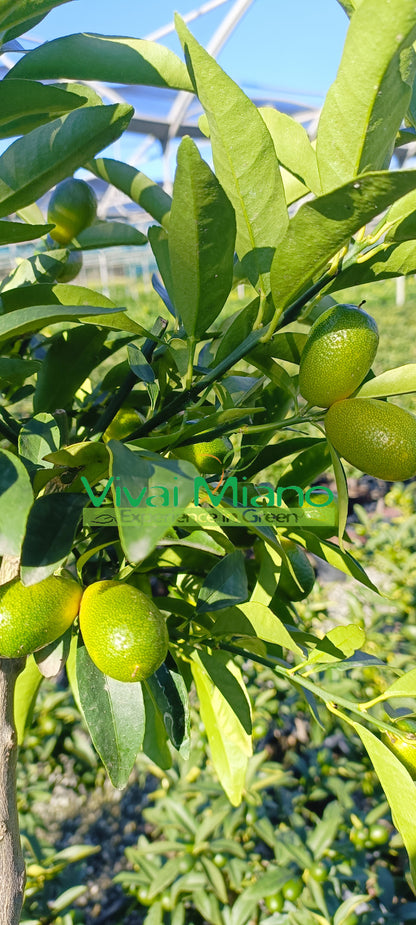 Kumkato (kiniško mandarino) augalas (20 cm vazonas) su vaisiais