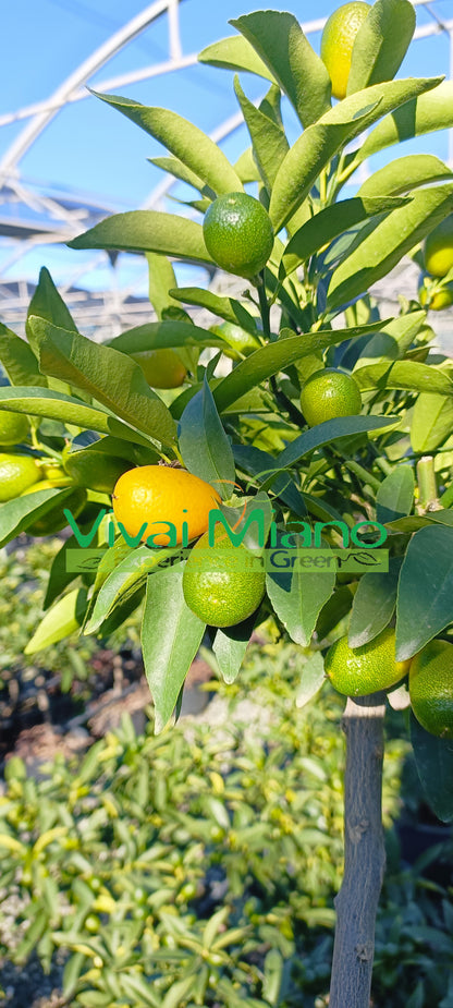 Kumkato (kiniško mandarino) augalas (20 cm vazonas) su vaisiais
