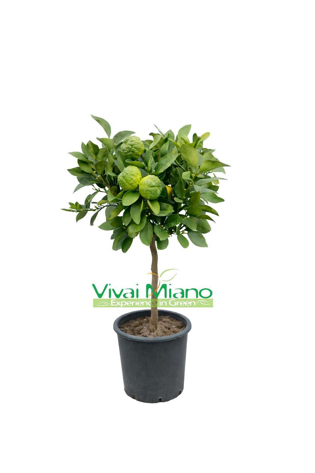 Pursha laimo medis (vazonas - 20)