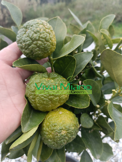 Pursha laimo medis (vazonas - 20)