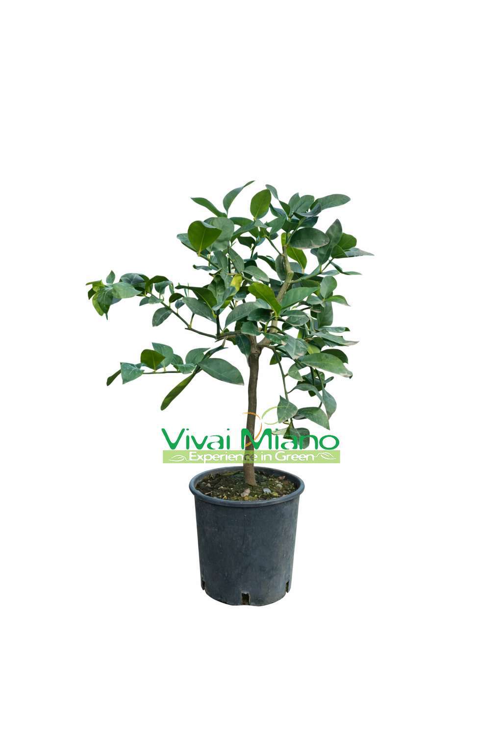 Laimo medis (vazonas – 20)