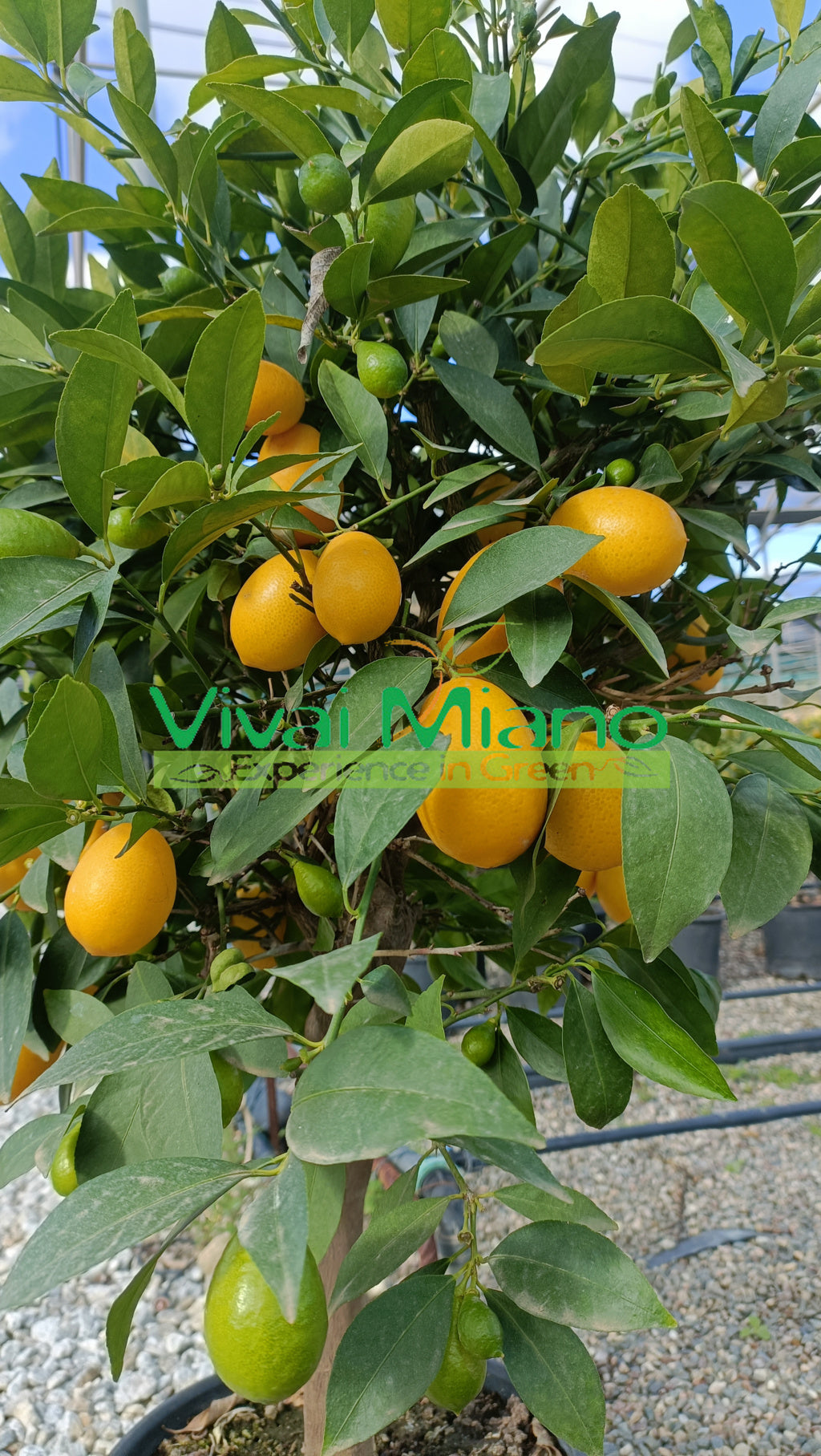 Laimkvato augalas (24 cm vazonas – krūmas)