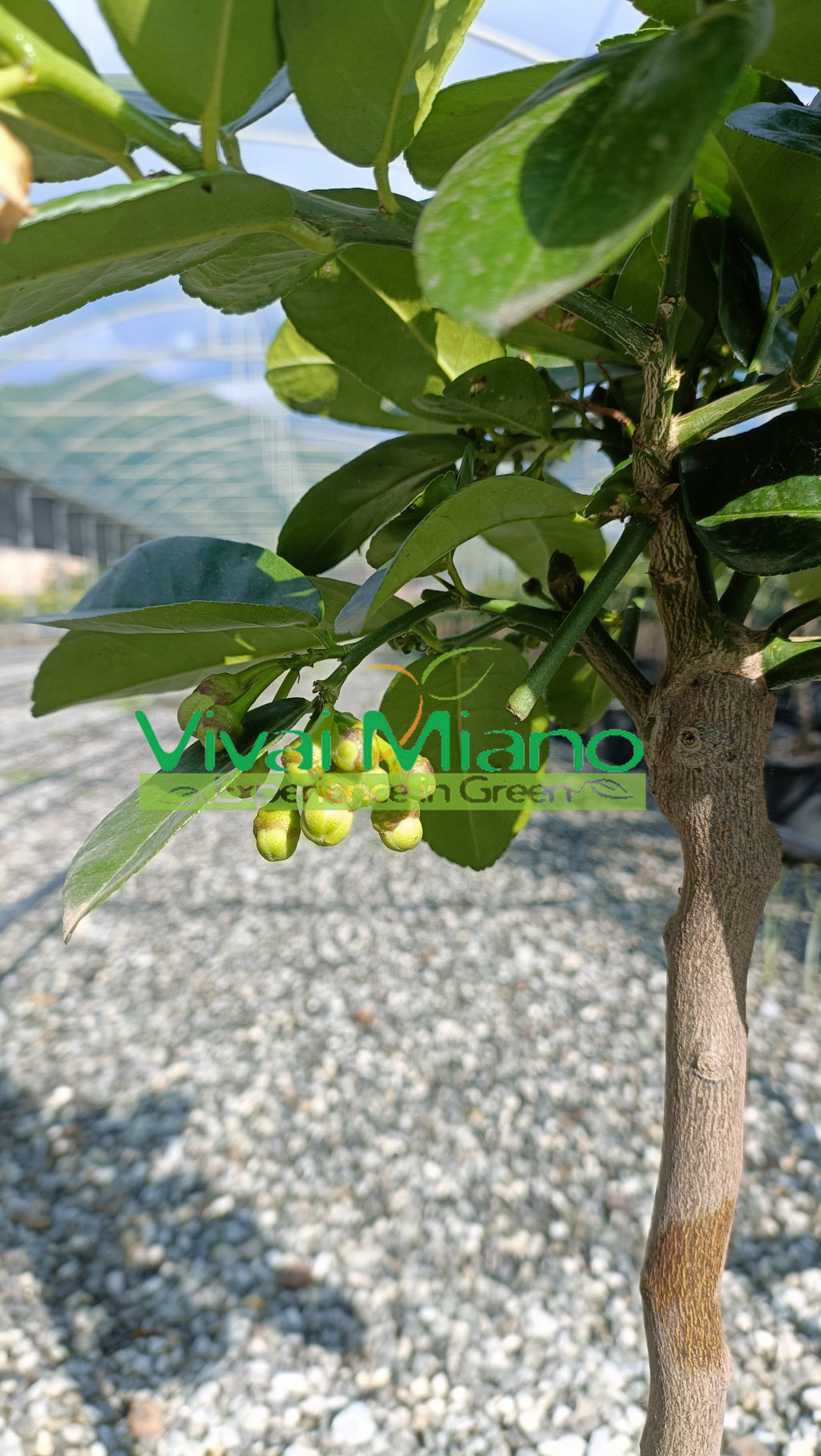Limonmedis Lipo arba Imperial (vazonas – 20)