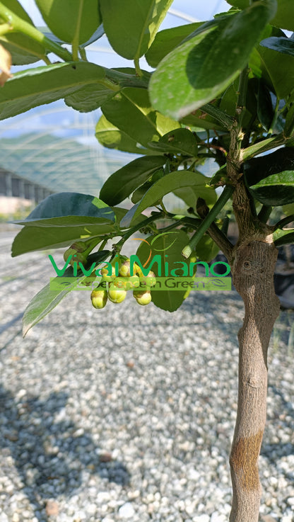 Limonmedis Lipo arba Imperial (vazonas – 20)