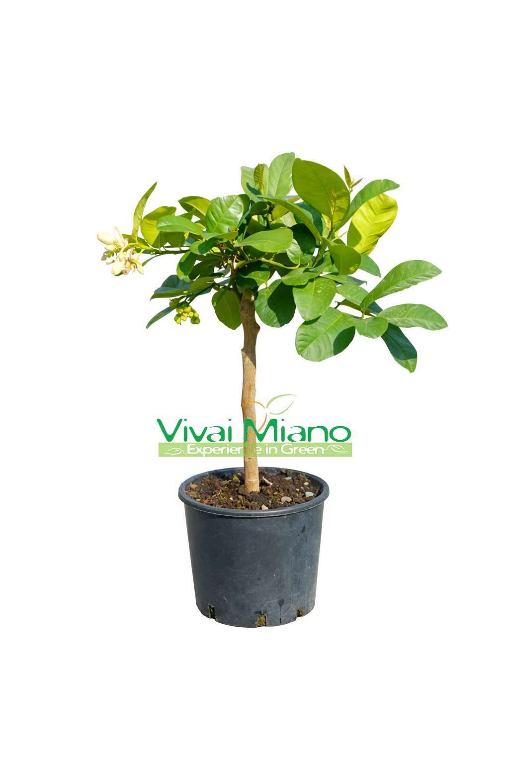 Limonmedis Lipo arba Imperial (vazonas – 20)