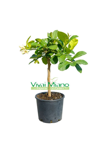 Limonmedis Lipo arba Imperial (vazonas – 20)