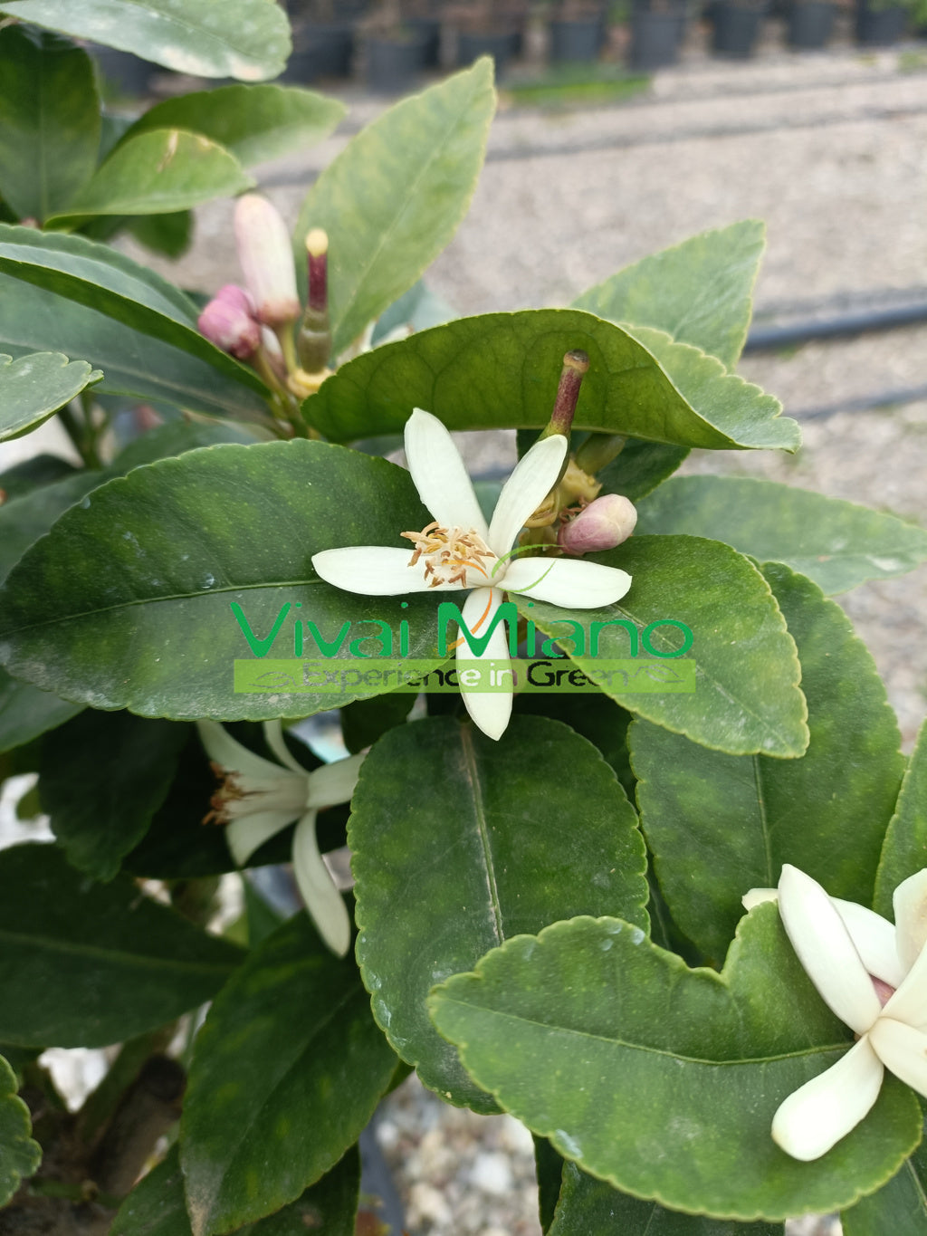 Lunarinis citrinmedis „4 sezonai“ (vazonas – 20)