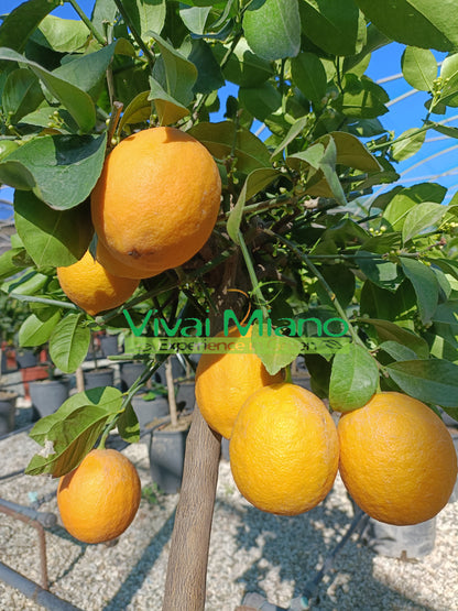 Meyer citrinmedis (vazonas - 20)