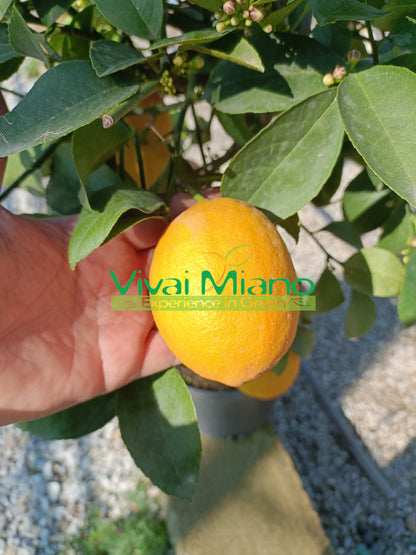 Meyer citrinmedis (vazonas - 20)