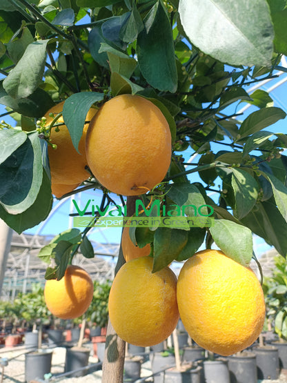 Meyer citrinmedis (vazonas - 20)
