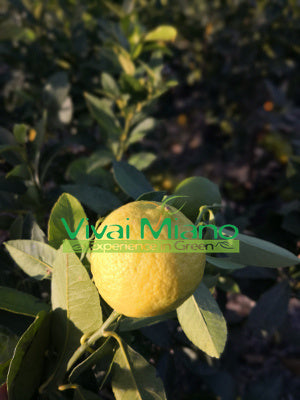 Portugališkas citrinmedis (vazonas - 20)