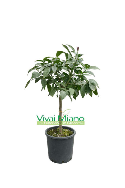 Portugališkas citrinmedis (vazonas - 20)