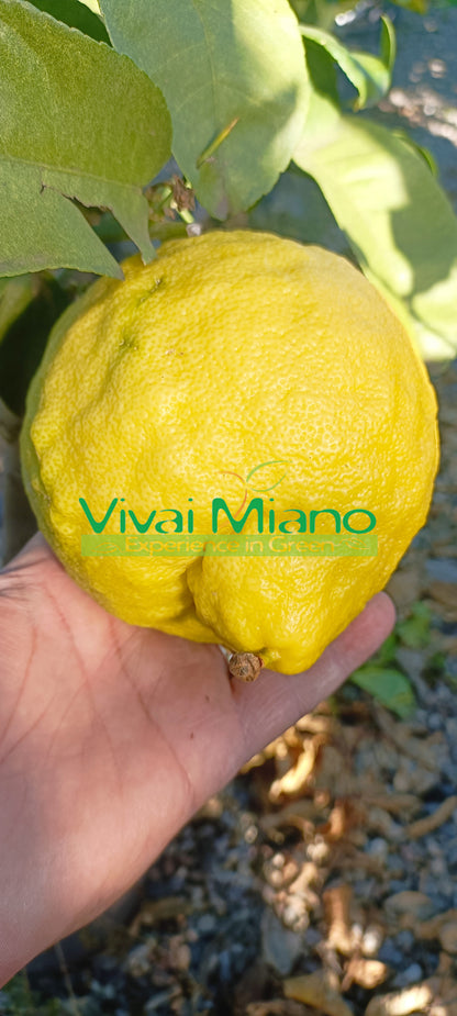 Limonmedis Lipo arba Imperial (vazonas – 20)