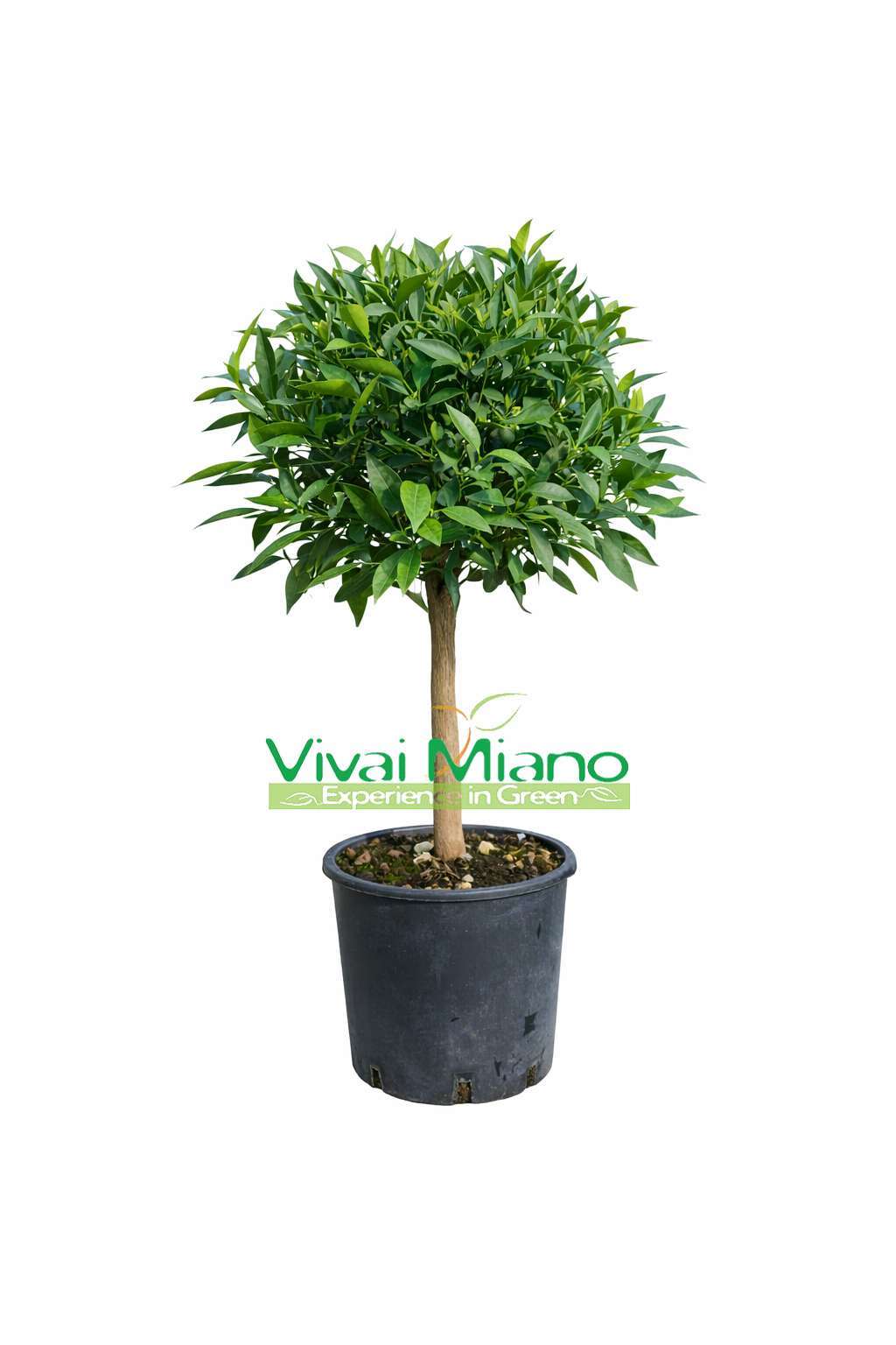 Mandarino (vazonas – 20)